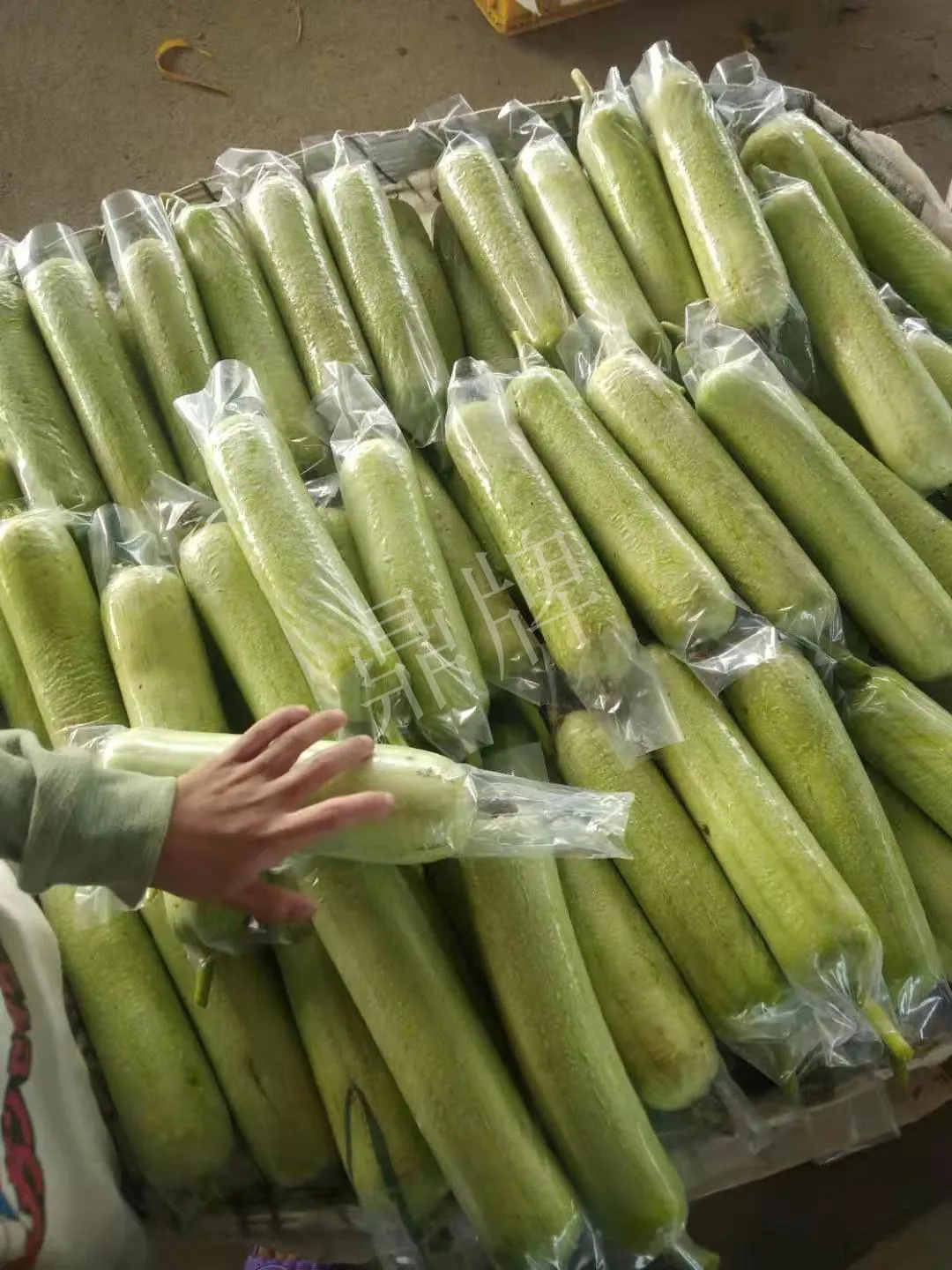 這個絲瓜每畝能掙3萬，沒種植的農(nóng)戶后悔得拍大腿