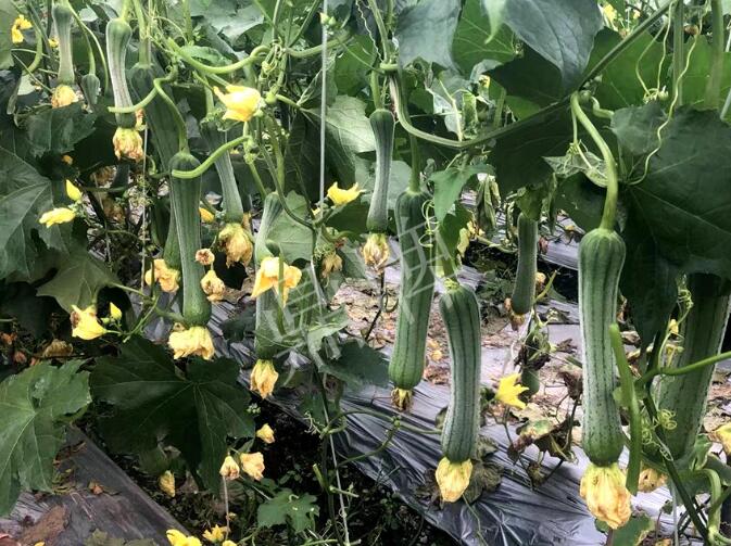蔬菜種子種植戶客戶點(diǎn)評(píng)-這個(gè)絲瓜品種，找不到競(jìng)爭(zhēng)對(duì)手……