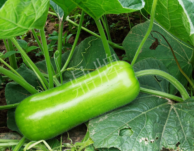 蔬菜種子種植戶客戶點評-牛逼！我露地栽培的瓠瓜，比別人大棚的還早上市！