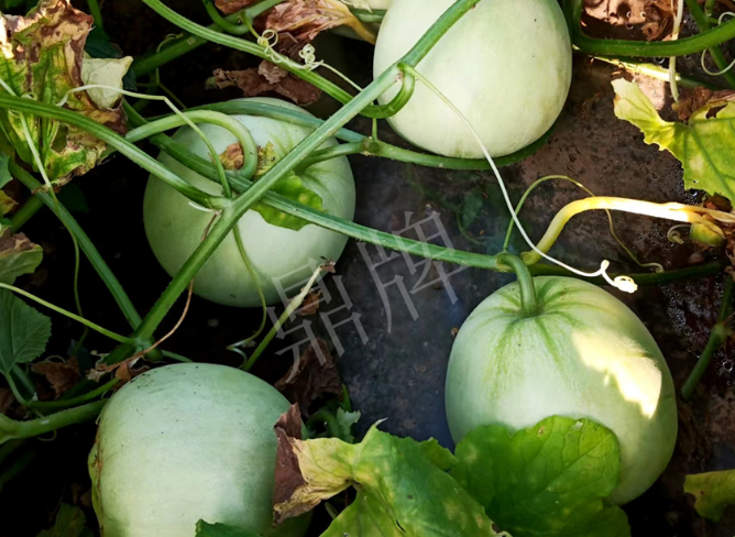 蔬菜種子種植戶客戶點評-種植這個品種，謹(jǐn)防小偷！??！