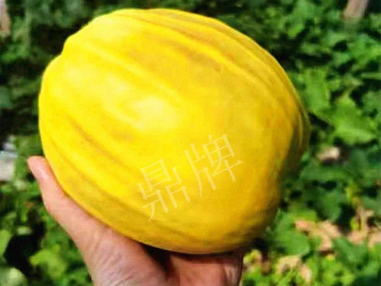 蔬菜種子種植戶客戶點評-我的甜瓜賣20元1市斤，與大家分享…