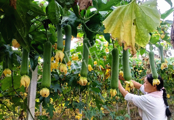 蔬菜種子種植戶客戶點評-8月，持續(xù)高溫下，這種絲瓜少見，少見！