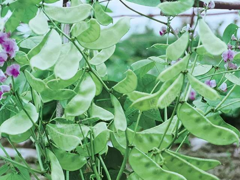 蔬菜種子種植戶客戶點評-鼎牌幫我度難關(guān)，決心助我大豐收！