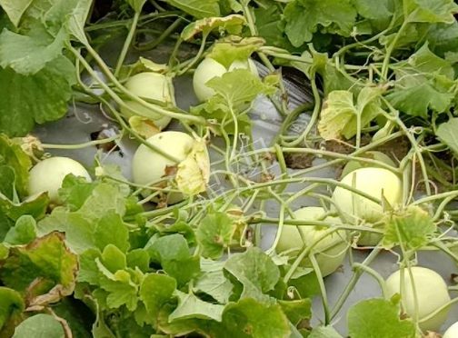 蔬菜種子種植戶客戶點評-種植甜瓜20年，這個品種讓我更省心！