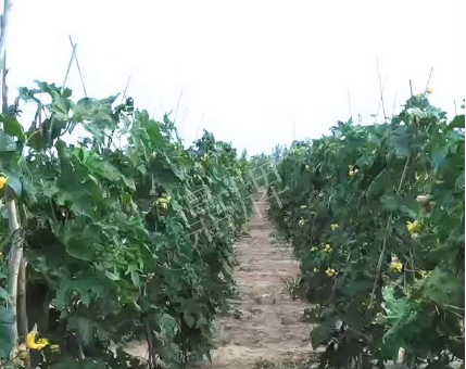 蔬菜種子種植戶客戶點評-種植這個品種，獲得高收入，老婆的功勞最大