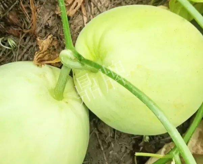 蔬菜種子種植戶客戶點評-我終于找到滿意的甜瓜品種了！