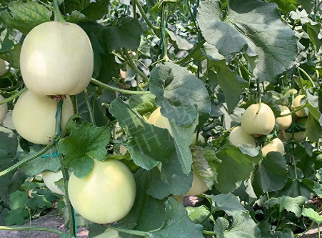 蔬菜種子種植戶客戶點(diǎn)評(píng)-“玉奶香2號(hào)”甜瓜，真的有那么好嗎？