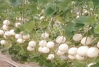 蔬菜種子種植戶客戶點(diǎn)評(píng)-現(xiàn)在的瓜菜價(jià)格不好，但我種植的優(yōu)質(zhì)甜瓜還是有好的收入！