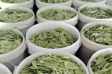 蔬菜種子種植戶客戶點(diǎn)評(píng)-時(shí)隔20年，我再種這個(gè)品種，大家來(lái)看看，怎么樣？