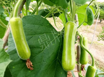 蔬菜種子種植戶客戶點(diǎn)評(píng)-科研人員發(fā)誓研究的一個(gè)抗高溫品種，您可能需要！