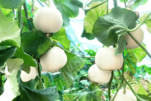 蔬菜種子種植戶客戶點(diǎn)評(píng)-丁老板說(shuō)：種植這個(gè)品種，獲得了滿意的收入，確實(shí)“爽歪歪”