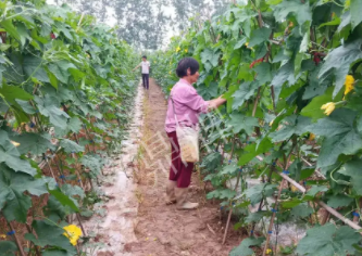 蔬菜種子種植戶客戶點(diǎn)評(píng)-85歲老奶奶，還是種植基地的領(lǐng)頭人，做的怎么樣？一起去看看…