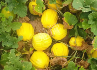 蔬菜種子種植戶客戶點(diǎn)評(píng)-瓜農(nóng)說(shuō)：“還得是這個(gè)品種?。　?，什么品種讓種植戶如此感慨？